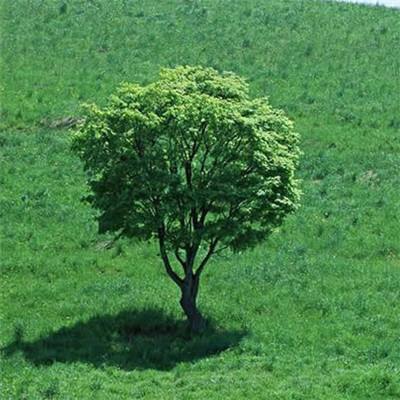 加拿大驻广州总领事莅临湖南中医药大学科技园共谋中医药国际化发展蓝图