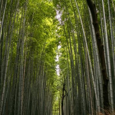 美国科学家：科学驱动的全面健康正与中国传统医学交融互进